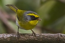 Қара жүзді Warbler Naina Devi Гималай құстарын қорғауға арналған қорық Nainital Uttarakhand Үндістан 28.11.2015.jpg