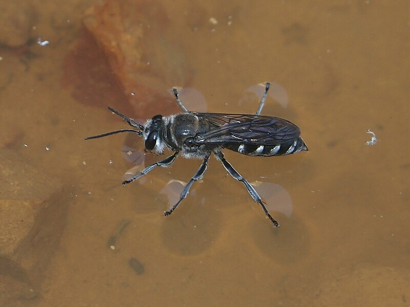 File:Black and white Pison wasp.jpg