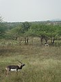 Hirschziegenantilopen im Nationalpark