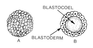 Blastula embryogenesis
