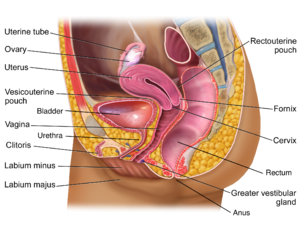 Diagram yang menggambarkan anatomi panggul wanita