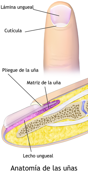 Uña: Anatomía, Funciones, Salud y cuidado