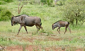 Gnu: Afrika'da yaşayan ağırlıkları 150-300 kg arası olan büyük baş yaban hayvanı