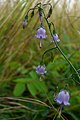 Bluebell (1010429017). 
 jpg