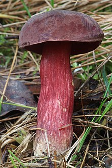 Boletus barragensis 518598.jpg