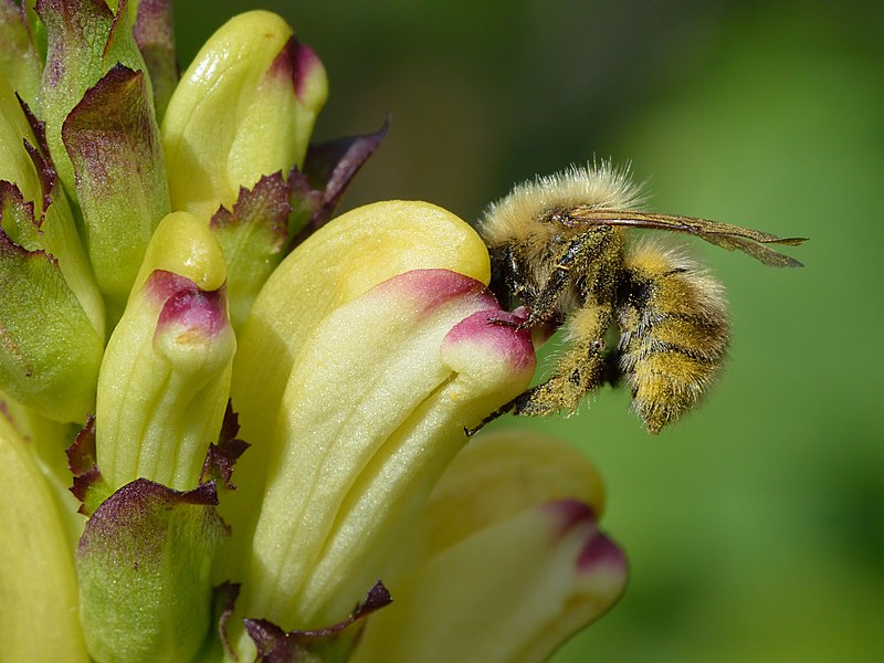 File:Bombus schrencki - Pedicularis sceptrum-carolinum - Niitvälja bog2.jpg