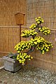 A bonsai on display in the Sōraku-en garden.