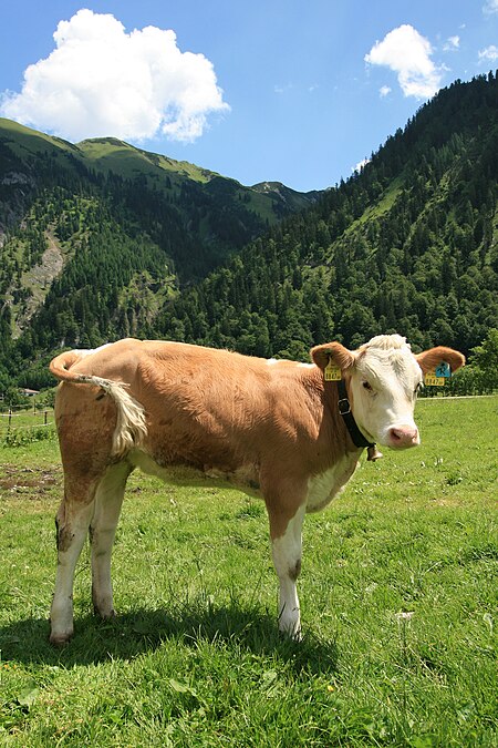 Bò_Simmental