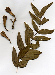 Boswellia pirottae.jpg