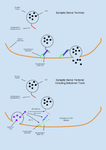 Mechanism of Botulinum Toxin neurotoxicity.