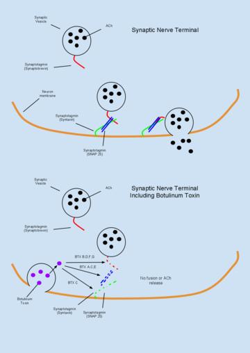 Neurotoxicité