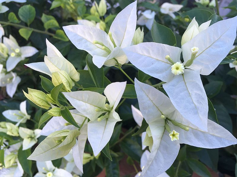 File:Bougainvillée blanc à Tahiti.jpg