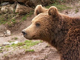 Braunbär, Bärenrefugium von Kuterevo, Kroatien.JPG