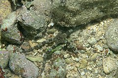 File:Braune Schlangenstern Ophioderma longicaudum 1.jpg (Category:Ophioderma longicaudum)