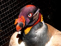 Brevard Zoo, Viera FL - Flickr - Rusty Clark (204).jpg