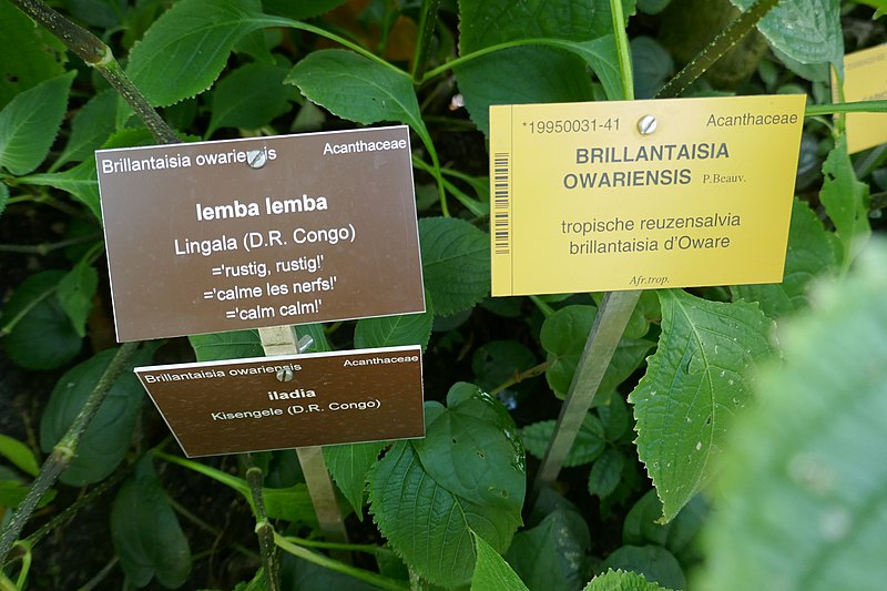 File:Brillantaisia owariensis-Jardin botanique Meise (6).jpg