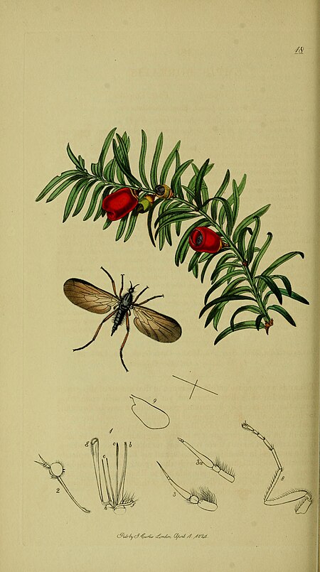 Tập_tin:Britishentomologyvolume8Plate18.jpg