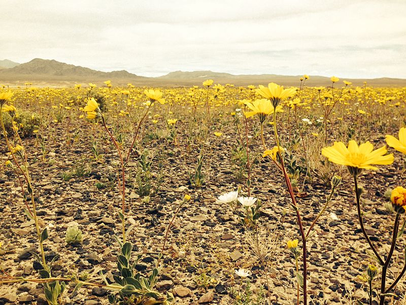 File:Brittlebush (Encelia farinosa) & unknown white wild flower, Death Valley Super Bloom, 2016.JPG