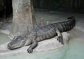 Amerikansk alligator (Alligator mississippiensis)