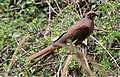 Brown Cuckoo-Dove (Macropygia phasianella) (31247030151).jpg