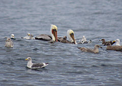 Brown pelicans feeding reesman odfw (15432624068).jpg