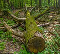 * Nomeação Rotten tree in the Bruderwald forest in Bamberg --Ermell 04:53, 31 May 2024 (UTC) * Promoção Good quality --Llez 05:35, 31 May 2024 (UTC)  Support Good quality. --Bgag 05:36, 31 May 2024 (UTC)