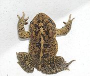 Bufo terrestris 0.jpg 