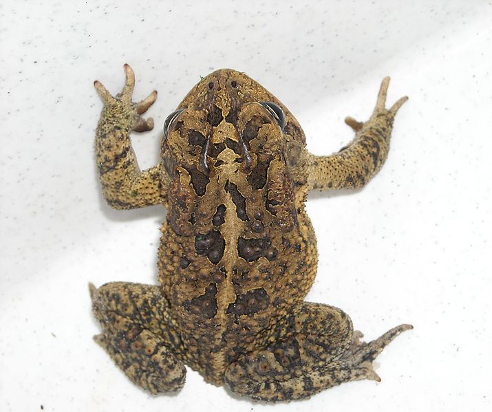 File:Bufo terrestris 0.jpg