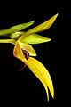 Bulbophyllum amplebracteatum subsp. carunculatum