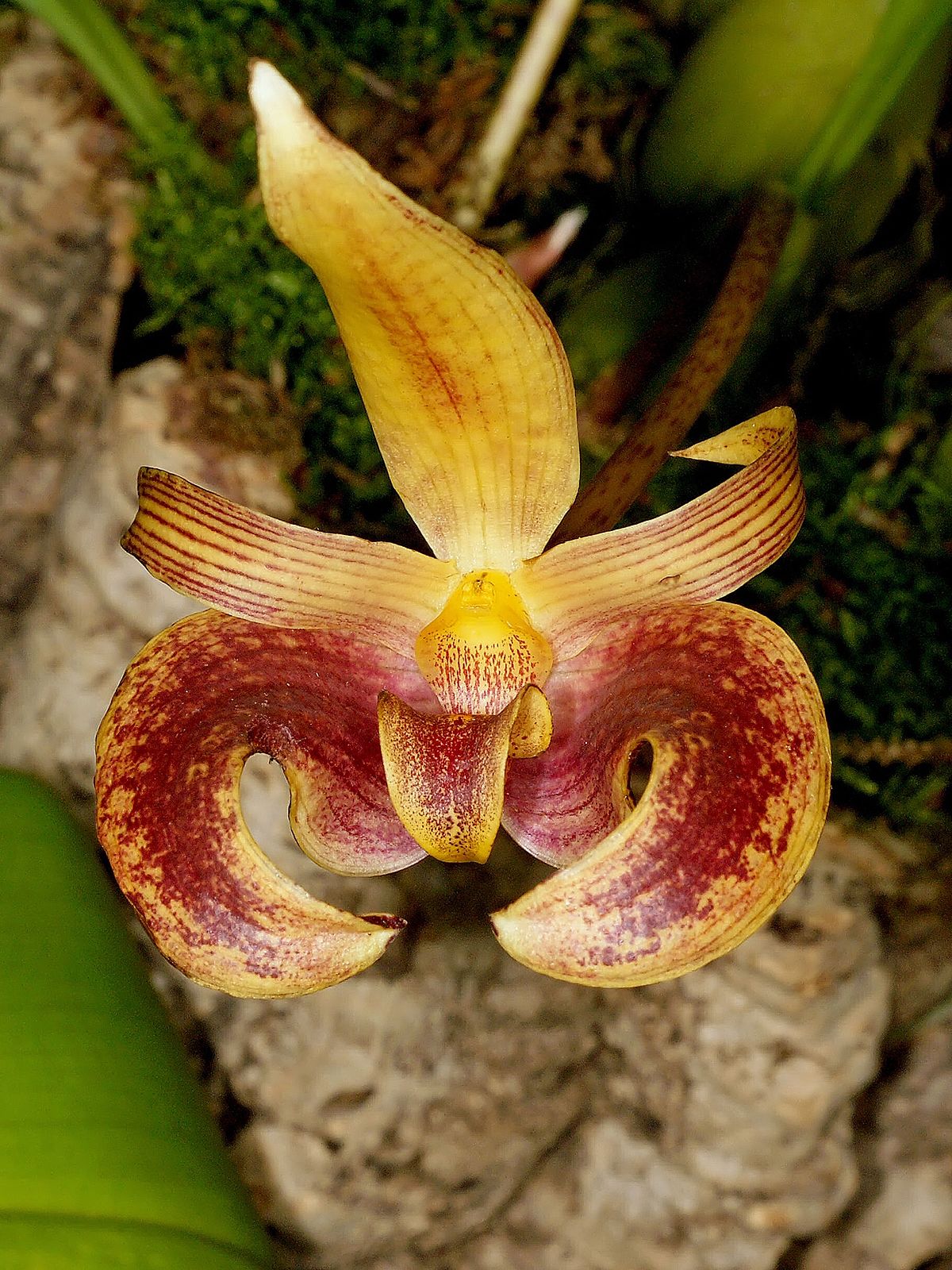 Bulbophyllum claptonense - Wikipedia