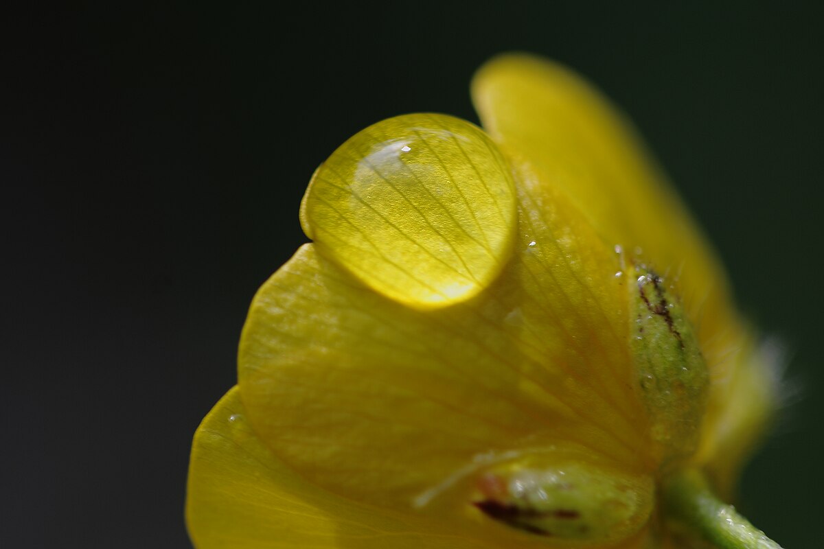 Почему Лютик на английском Buttercup