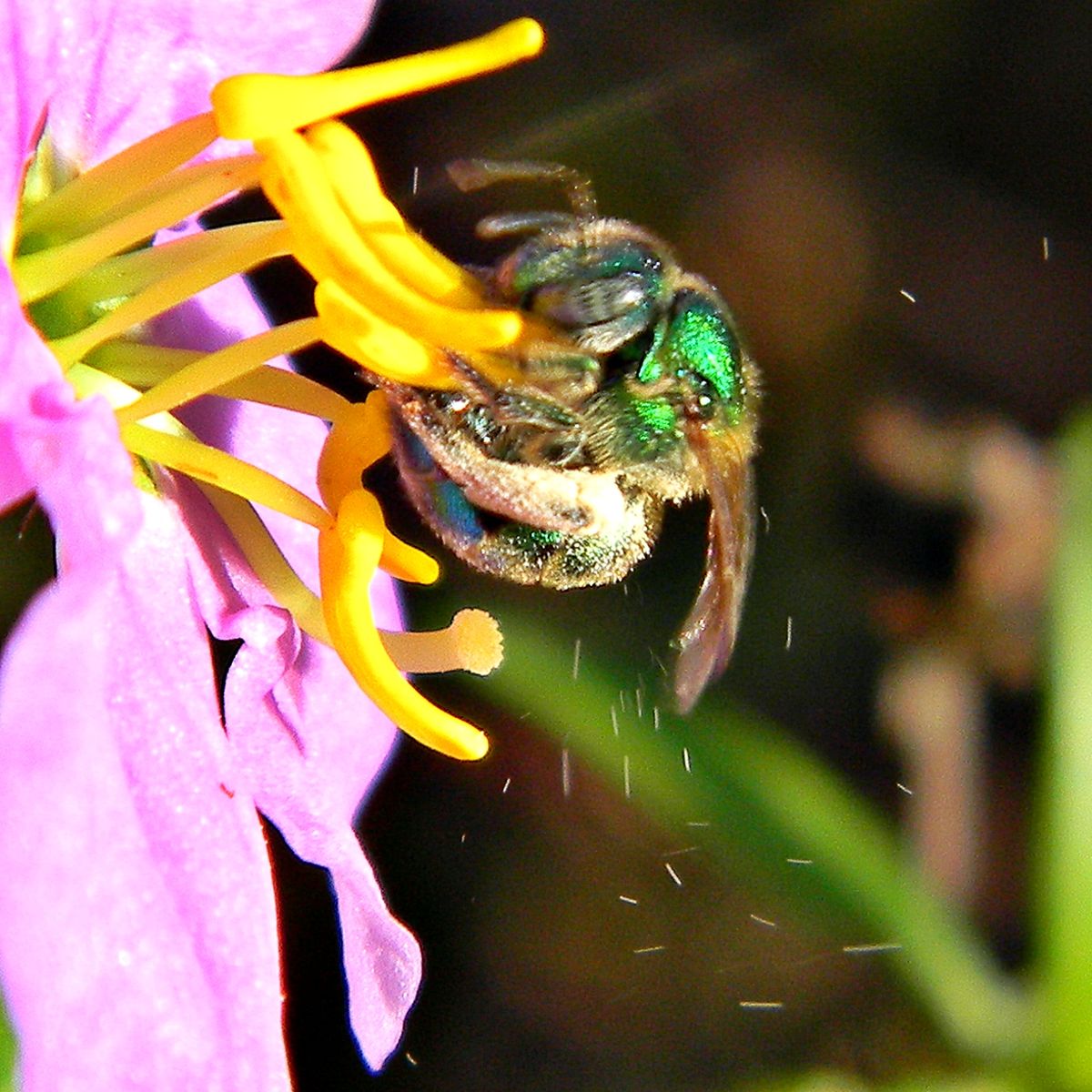 Buzz Pollination Wikipedia