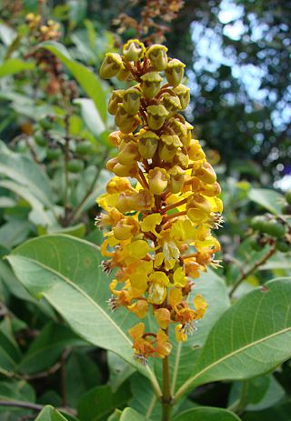 <i>Byrsonima</i> Genus of flowering plants