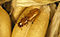 CSIRO ScienceImage 2765 The Longheaded Flour Beetle Latheticus oryzae.jpg