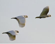 Little Corellas flying at Mary River National Park