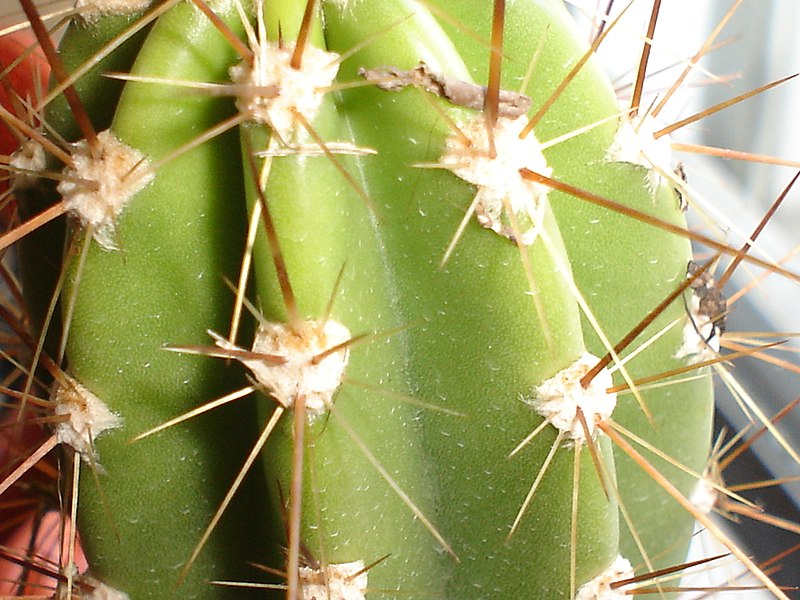 File:Cactus idrocoltura (1).JPG