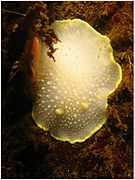 Cadlina luteomarginata