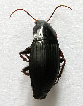 Calathus fuscipes