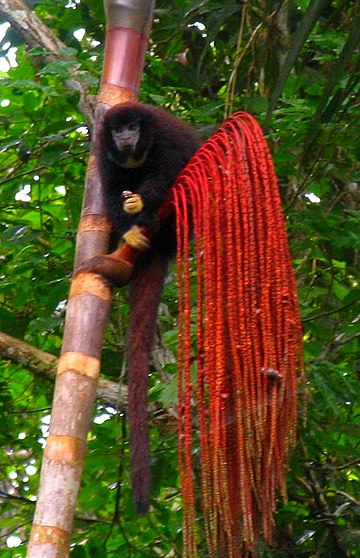 Lucifer titi monkey