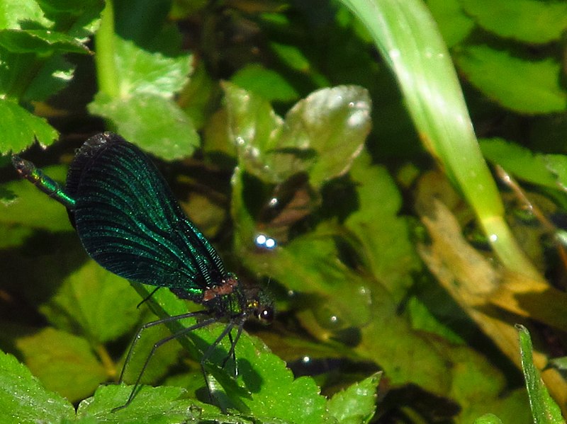 File:Calopteryx IMG 5507.jpg