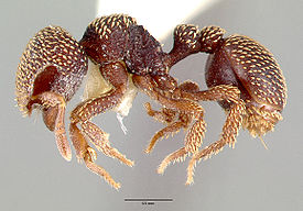 Calyptomyrmex beccarii