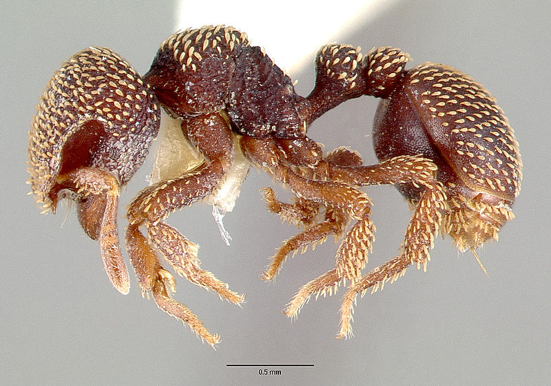 File:Calyptomyrmex beccarii casent0010655 profile 1.jpg