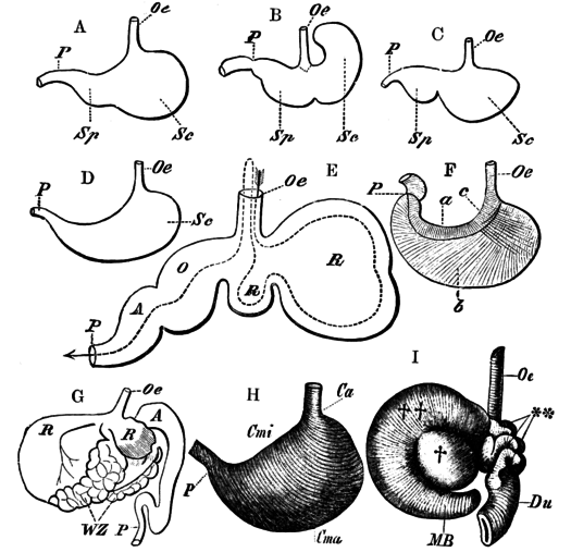 Different forms of the stomach in mammals. A, dog; B, Mus decumanus; C, Mus musculus; D, weasel; E, scheme of the ruminant stomach, the arrow with the dotted line showing the course taken by the food; F, human stomach. a, minor curvature; b, major curvature; c, cardiac end G, camel; H, Echidna aculeata. Cma, major curvature; Cmi, minor curvature. I, Bradypus tridactylus Du, duodenum; MB, coecal diverticulum; **, outgrowths of duodenum; +, reticulum; ++, rumen. A (in E and G), abomasum; Ca, cardiac division; O, psalterium; Oe, oesophagus; P, pylorus; R (to the right in E and to the left in G), rumen; R (to the left in E and to the right in G), reticulum; Sc, cardiac division; Sp, pyloric division; WZ, water-cells. (from Wiedersheim's Comparative Anatomy) Cambridge Natural History Mammalia Fig 041.png
