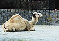 Camelus dromedarius Dvur zoo 2.jpg