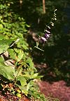 Campanula rapunculoides.jpg