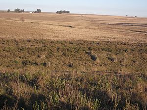 Pampa: Geografie der Ökoregion, Klima und Vegetation, Fauna