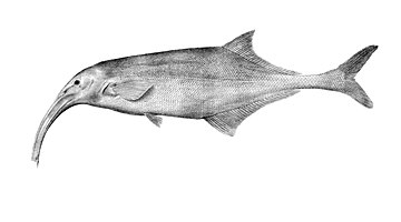 The freshwater elephant fish Campylomormyrus curvirostris