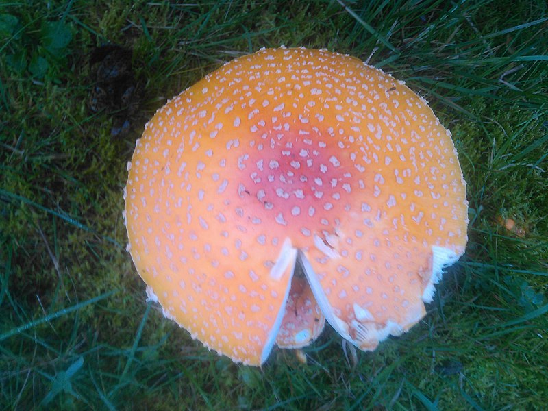 File:Can't identify this interesting colourful mushroom!.jpg