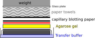 File:Capillary blot setup.svg