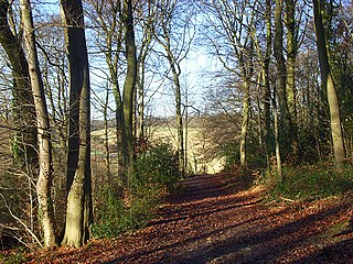 Captains Wood, Buckinghamshire Local nature reserve in Buckinghamshire, England